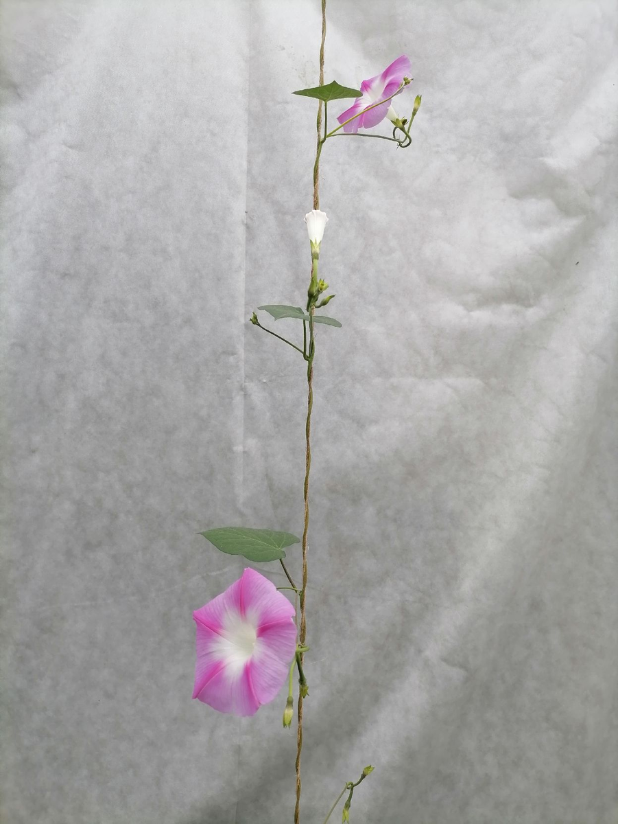 Даже смешно 😂, это какой-то фильдеперсовый сорт