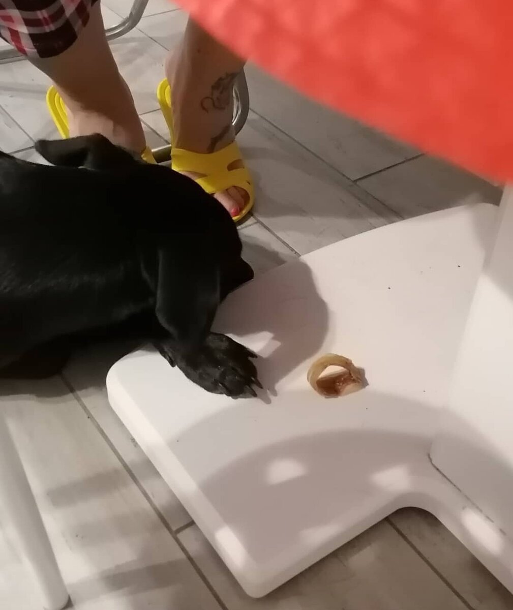 Перл устраивает проверку гостю. Приносит свою вкусняшку и кладет недалеко от ног подруги. Брать нельзя ни в коем случае!