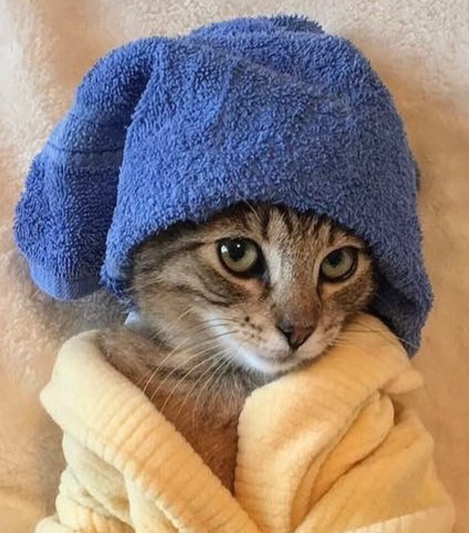 Кот в полотенце. Полотенце коты. Котенок в полотенце. Шапка "котёнок". Кошка с полотенцем на голове.
