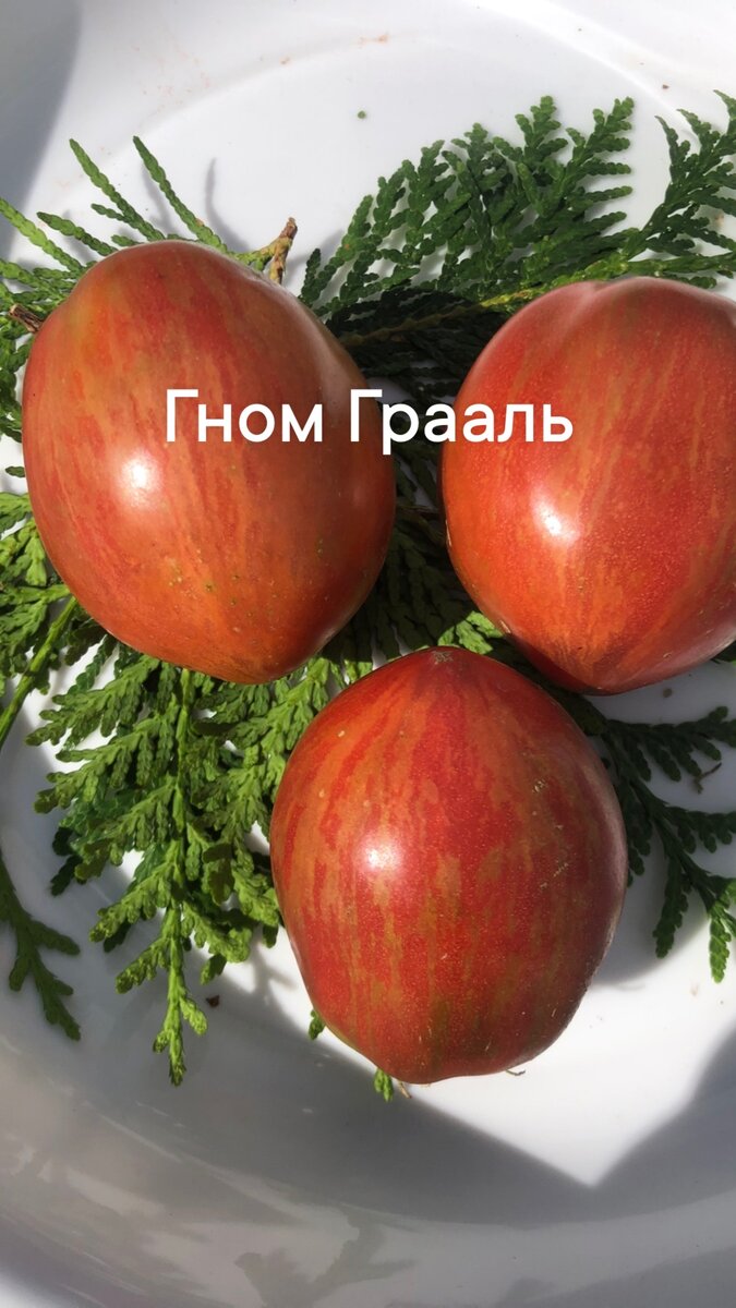 Гном грааль