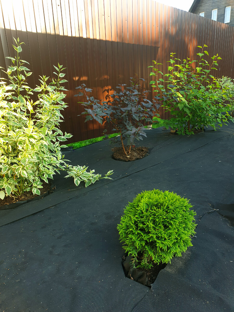 Площадь под газон укрыта укрывным материалом. Высажены растения.