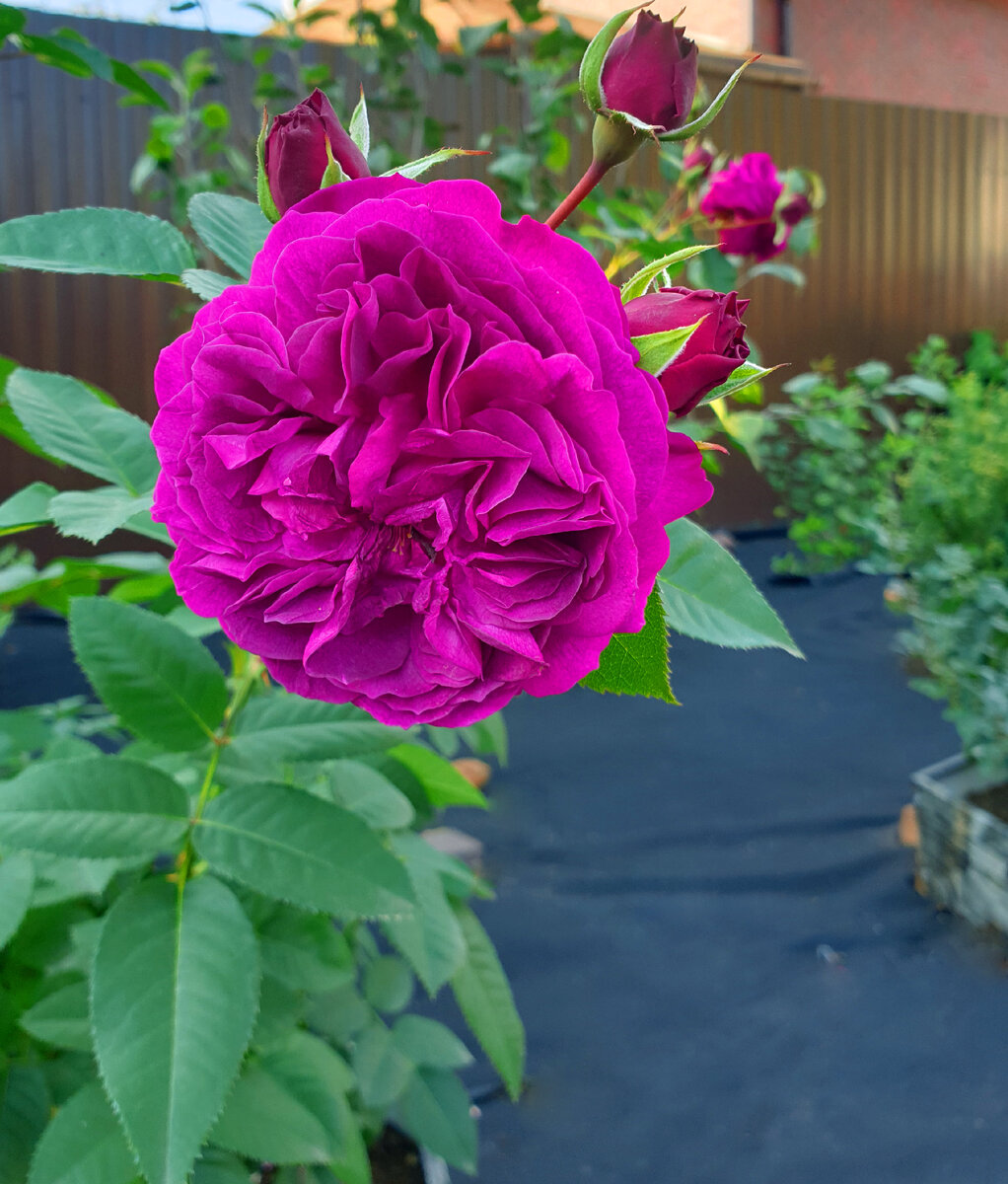 Площадь под газон укрыта укрывным материалом. Поставлены клумбы с розами. Высажены растения.