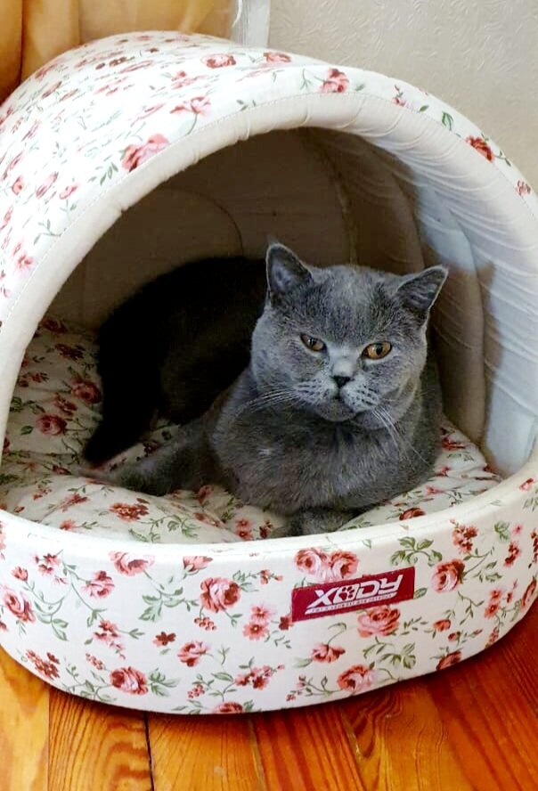 Та самая сладкая моська