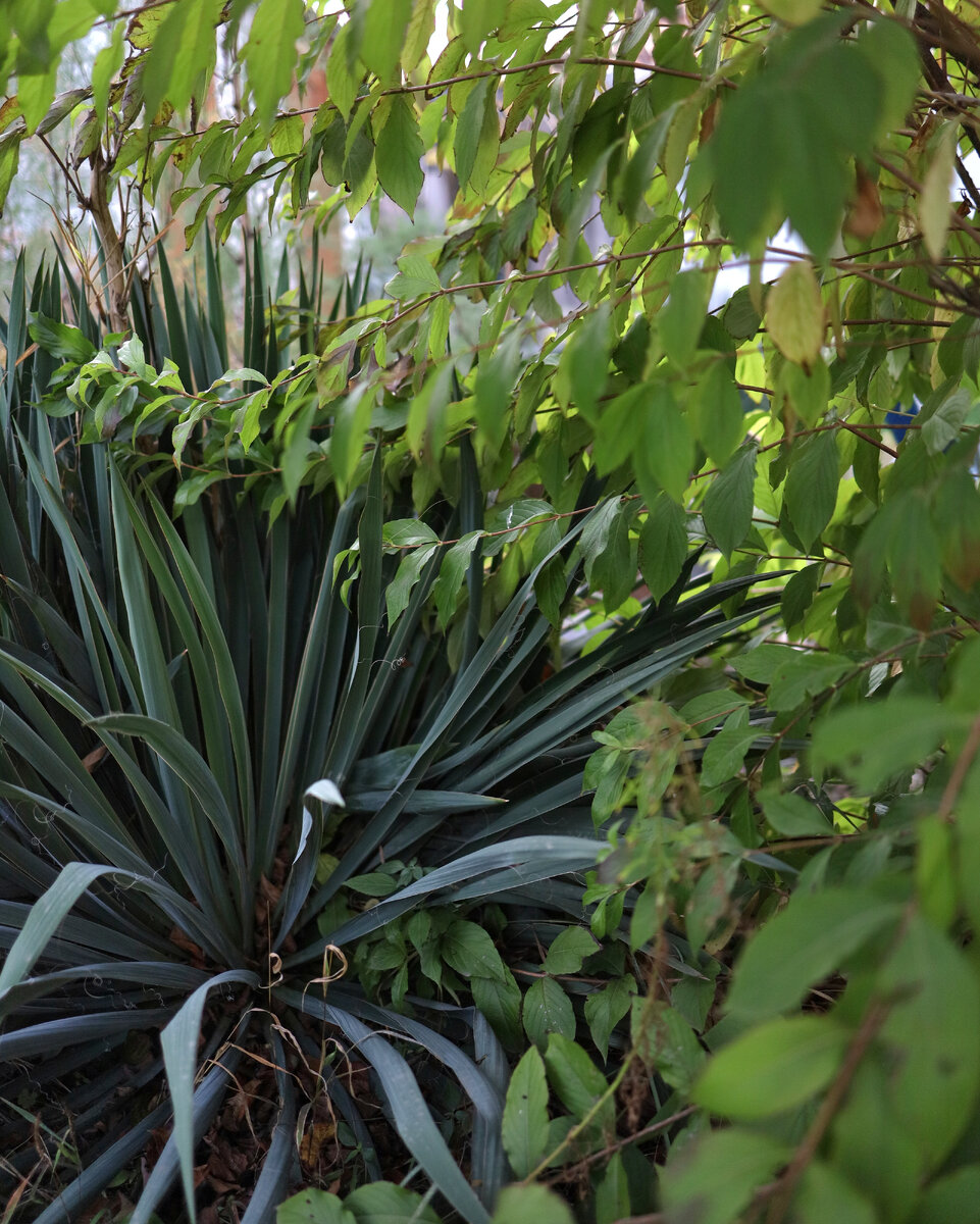 Вейгела очень задружила с юккой. Похоже это им обоим нравится