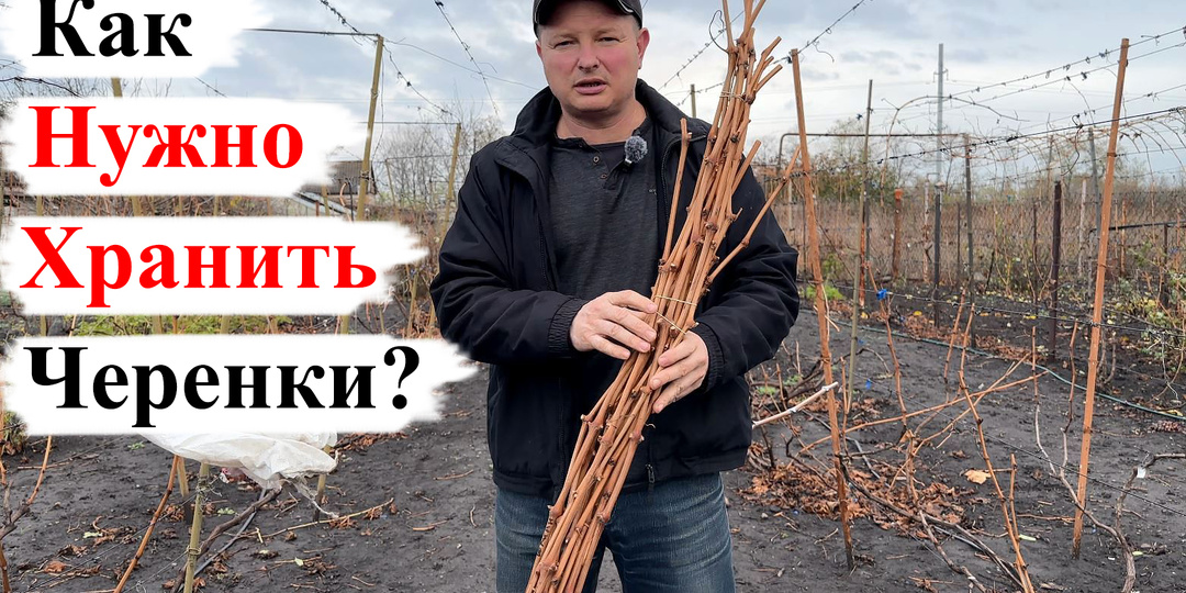 САМЫЕ НАДЁЖНЫЕ Способы ХРАНЕНИЯ ЧЕРЕНКОВ Винограда!