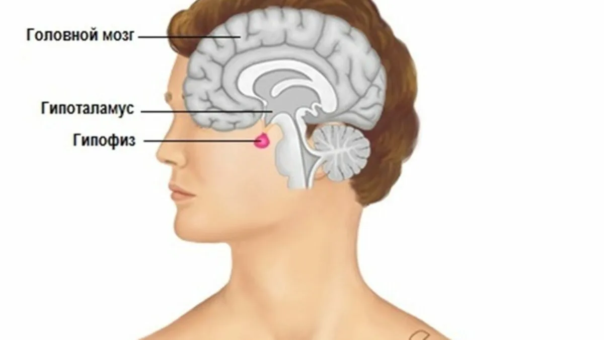 Гипофиз головного мозга что это такое. Гипофиз головного мозга. Мозг человека гипофиз. Гипоталамус фото.