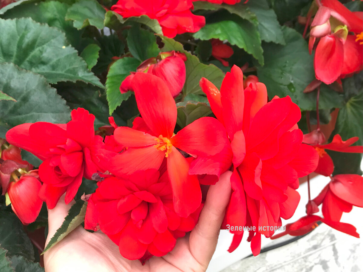 Такие бегонии я выращиваю