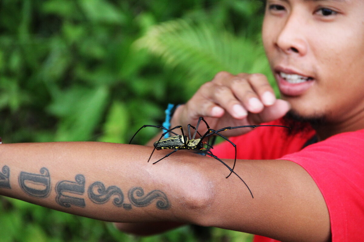 🐛Статья о насекомых в Таиланде | Жизнь в Таиланде 🇹🇭 | Дзен