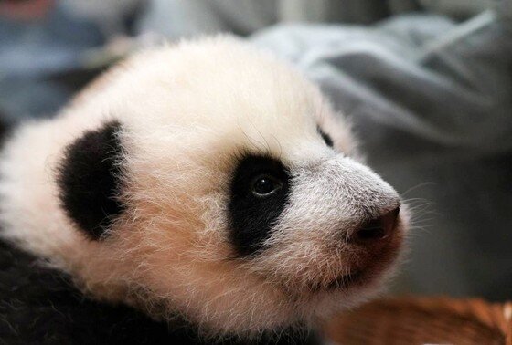    Детеныш панды из Московского зоопарка