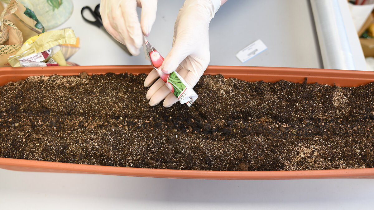 Посев - 1 октября