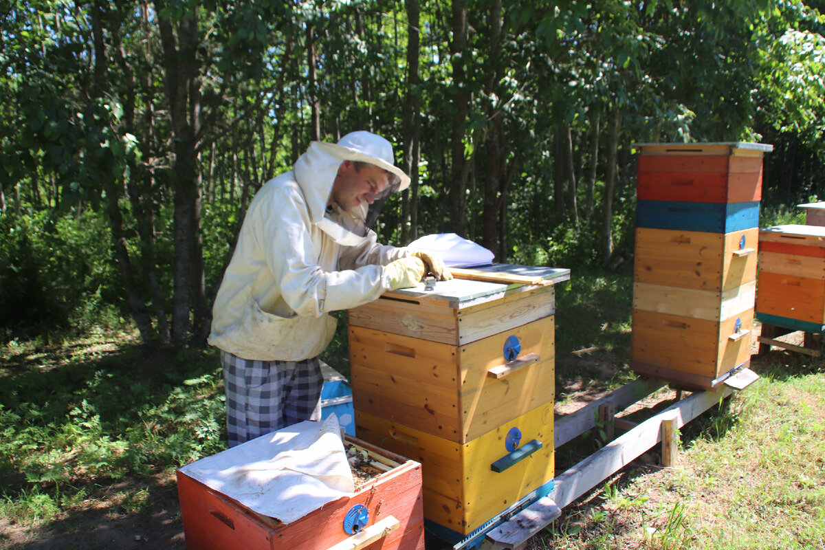 Записи на пасеке о состоянии каждой семьи