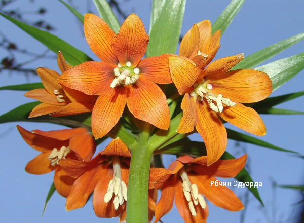 Рябчик Эдуарда, подходит для выгонки. Скрин фото автора