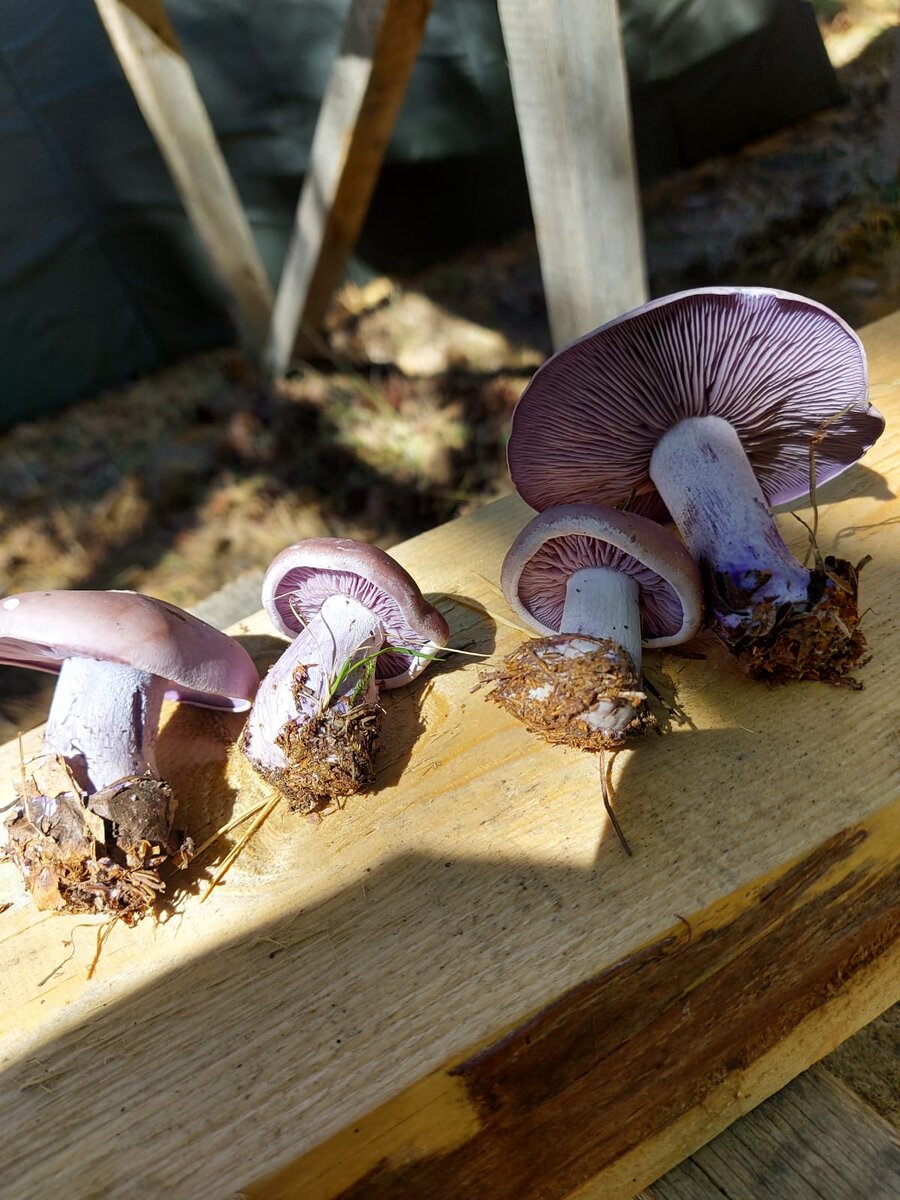 Рядовка фиолетовая