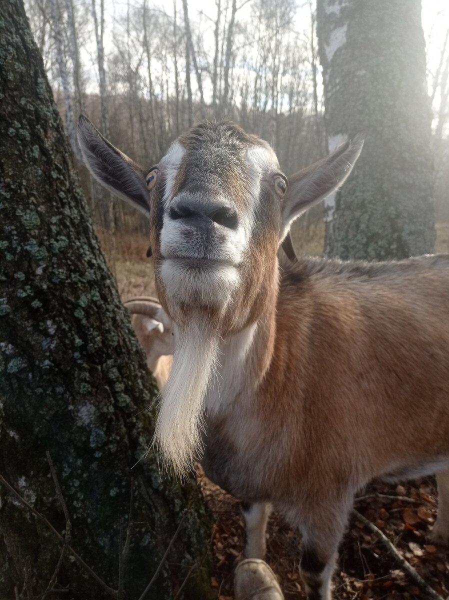 Ника сказала, что если долго смотреть в эти глаза, то можно сойти с ума