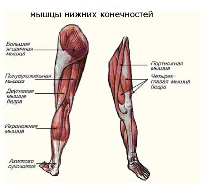 Мышцы ноги бедра. Мышцы нижней конечности анатомия строение. Мышцы нижних конечностей человека анатомия. Мышцы нижней конечности вид спереди. Мышцы нижней конечности вид сзади.