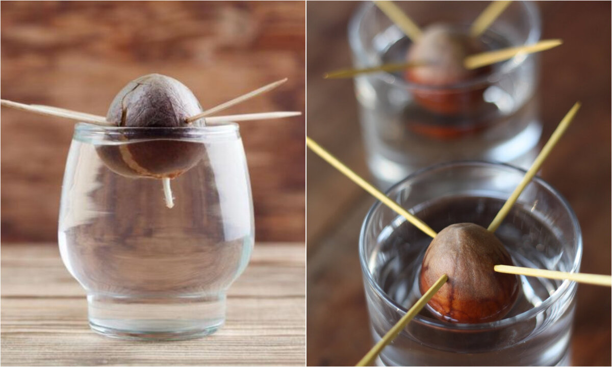 Косточка авокадо и зубочистка