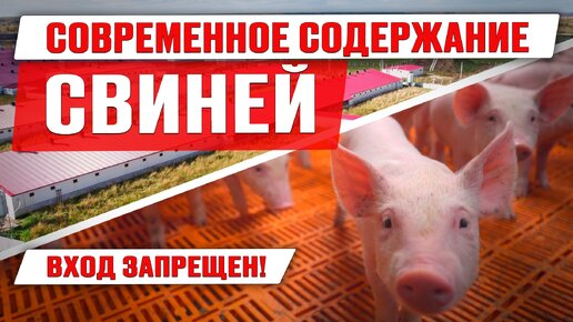 Video herunterladen: Современное содержание свиней | Откорм поросят | Работа на свинокомплексе | Дымов | Свиноводство