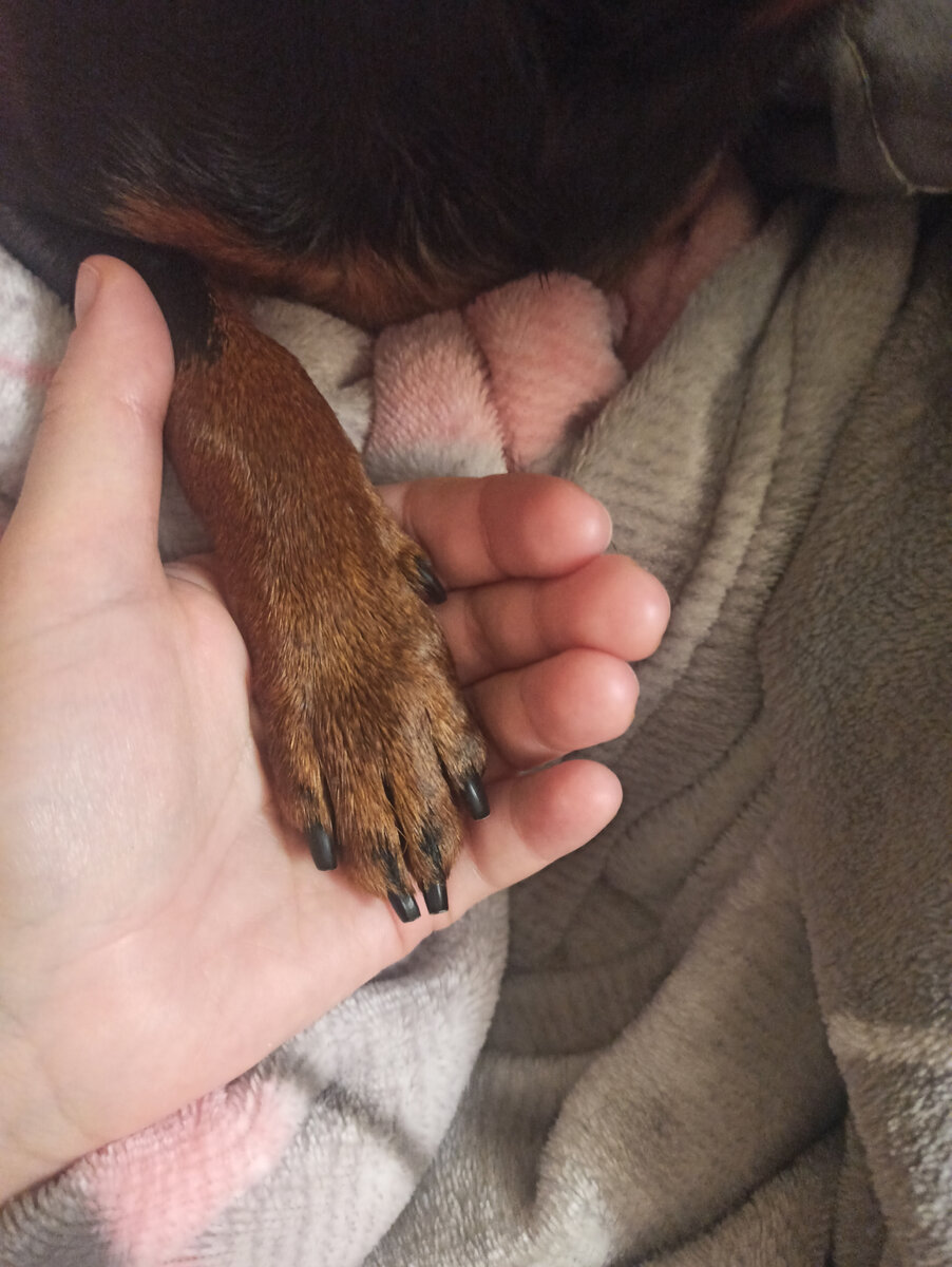 Чистые лапки - залог здоровья 