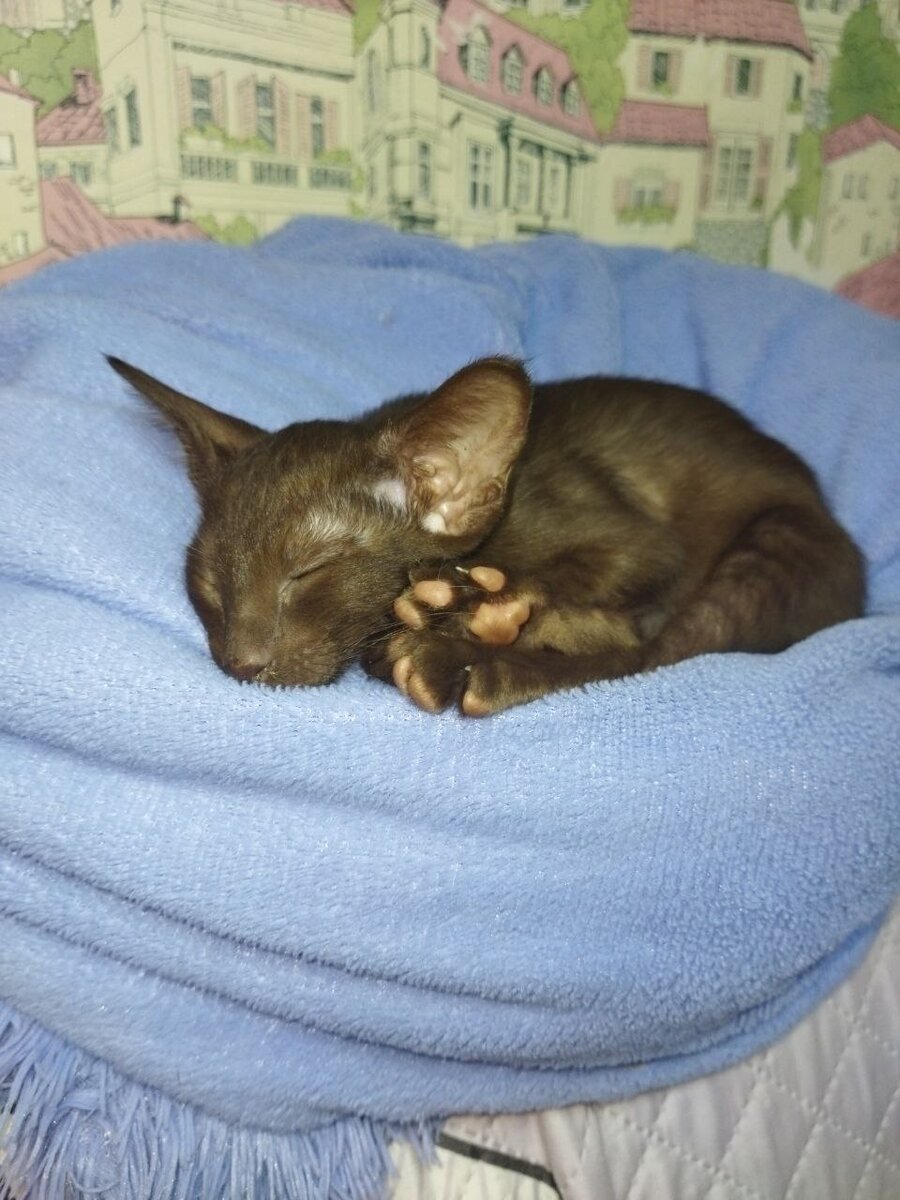 Это Лея в 2 месяца. 