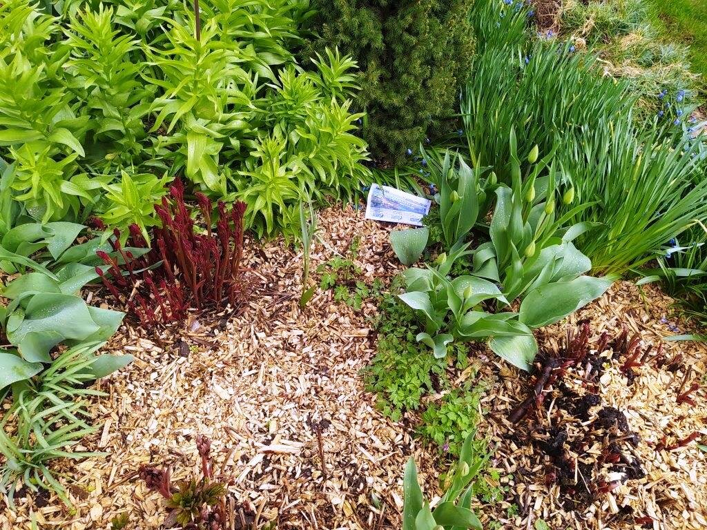 Квитанция валяется на клумбе под дождем.