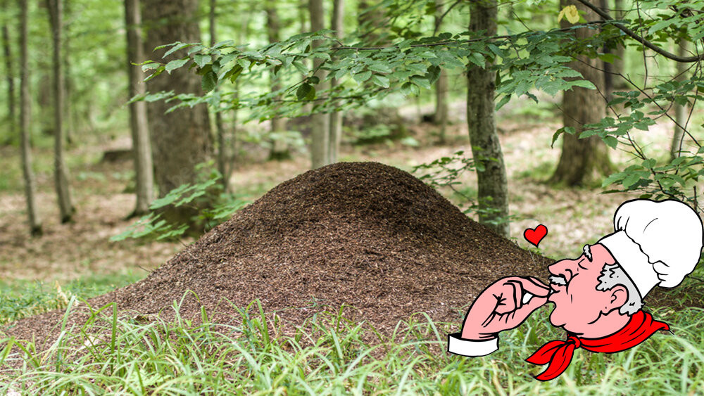 Вот в таких муравейниках самый сок