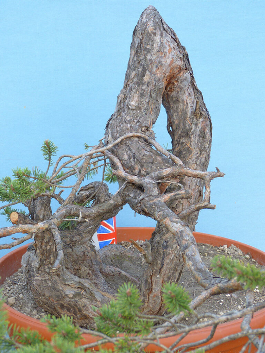 Ямадори Шотландская сосна (Scots pine) 
Источник: https://www.grahampotterbonsai.com/2017/10/warning-here-be-monsters/
