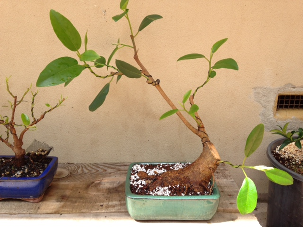 Ямадори фикус микрокарпа. 
Источник: https://hermosabonsai.wordpress.com/2016/04/19/port-jackson-fig-yamadori/
