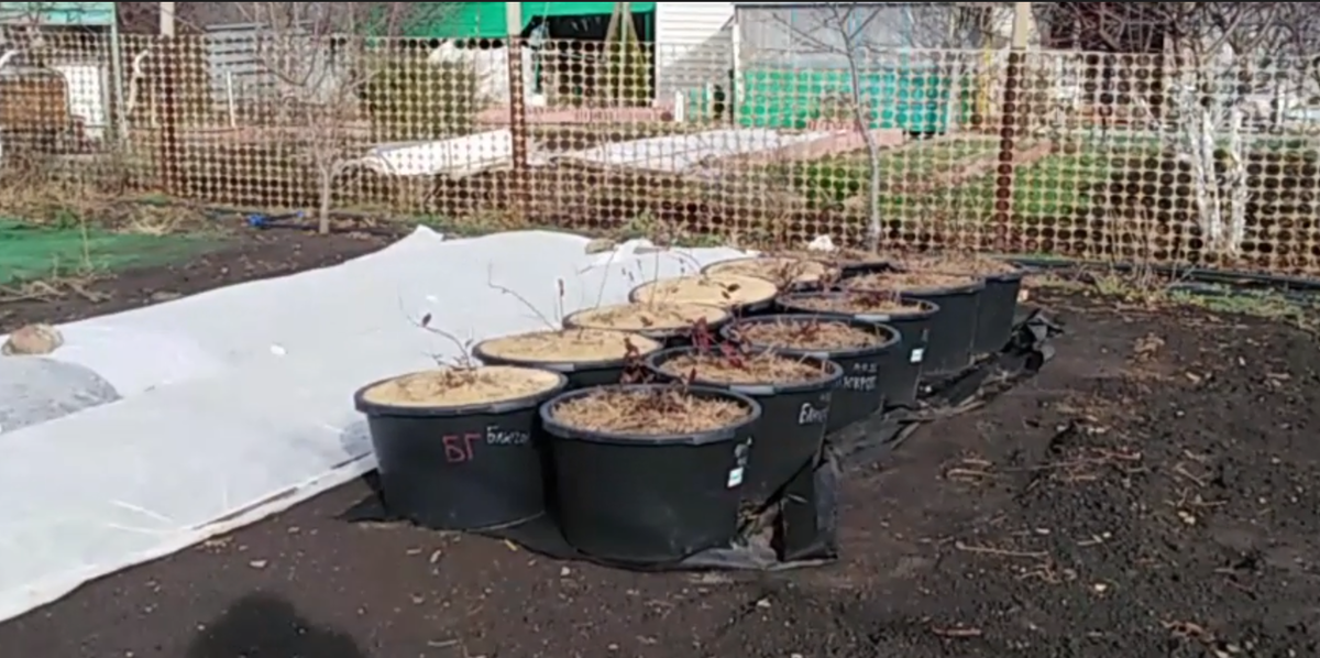 Готовая, посаженная в контейнеры голубика на моем участке.