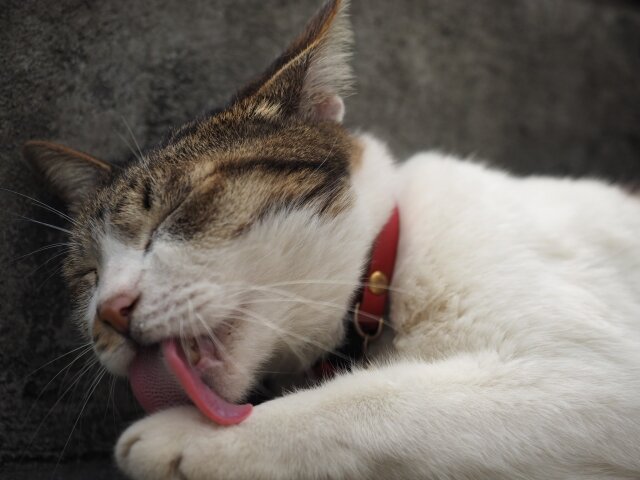 Фото из Интернета. 