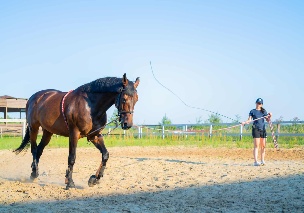 Упражнения для установления границ и дисциплины с лошадью | Psyhorse | Дзен