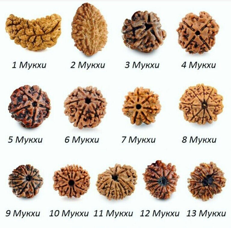 Виды Рудракши. Фото: ВКонтакте