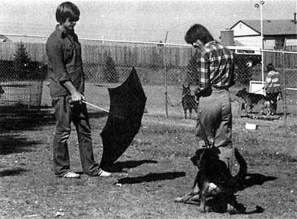 Тест с зонтиком. Помощник неожиданно раскрывает зонт перед приближающейся собакой.