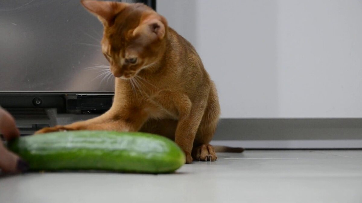 Фото из Интернета. 