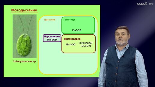 Чуб В.В. - Молекулы в пищевых цепях: от растений до человека - 3. Фотодыхание