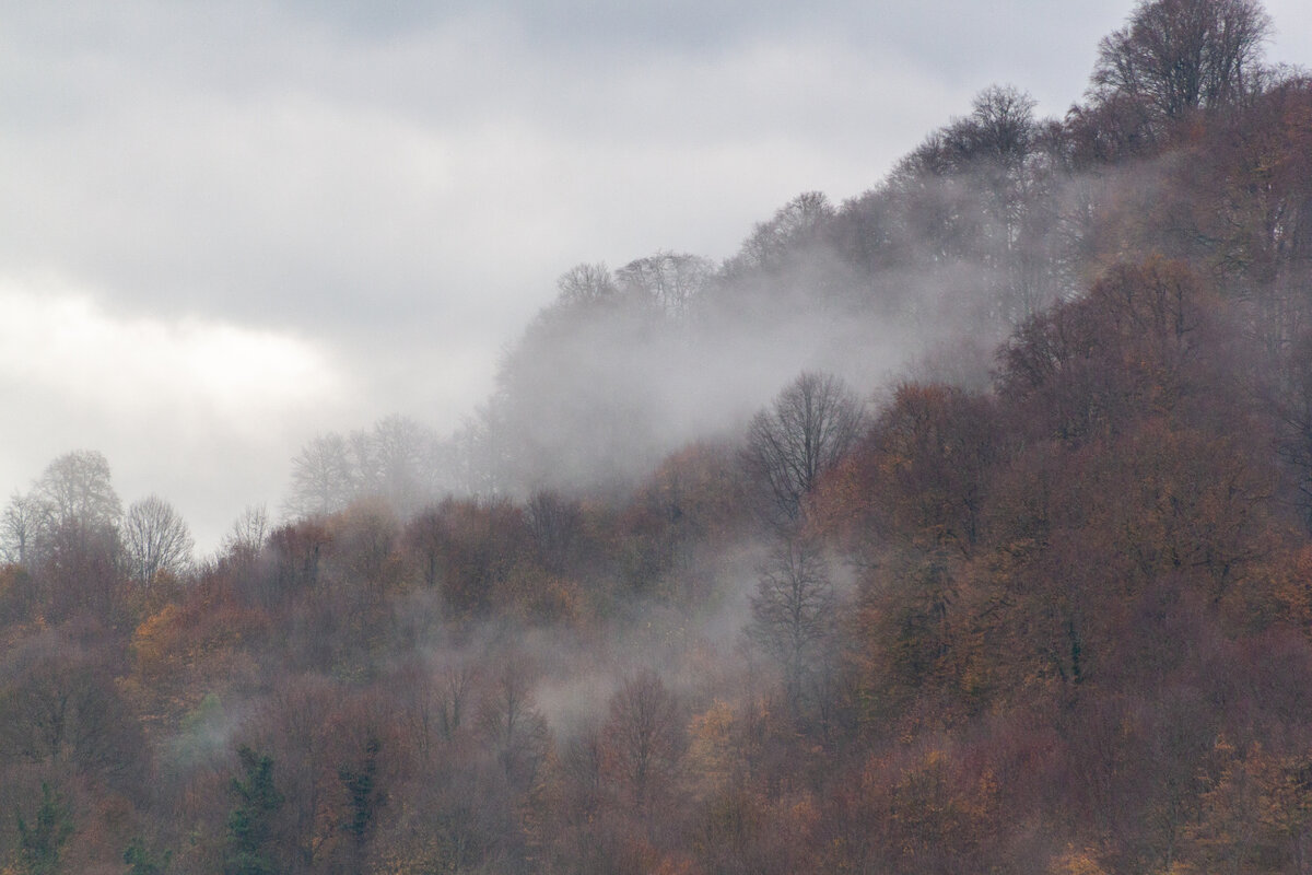 Папоротниковая тропа в Красной Поляне