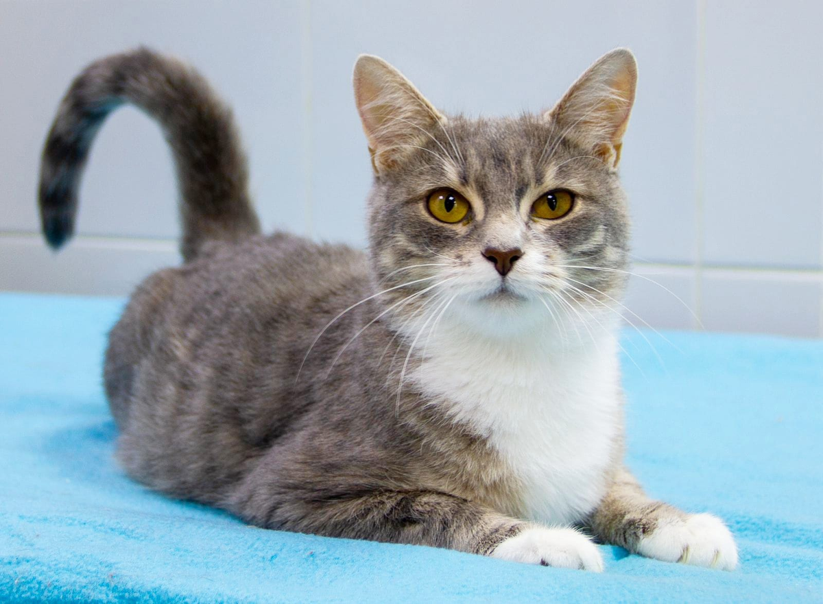 Очаровательная кошечка Виски ищет любящую семью! 