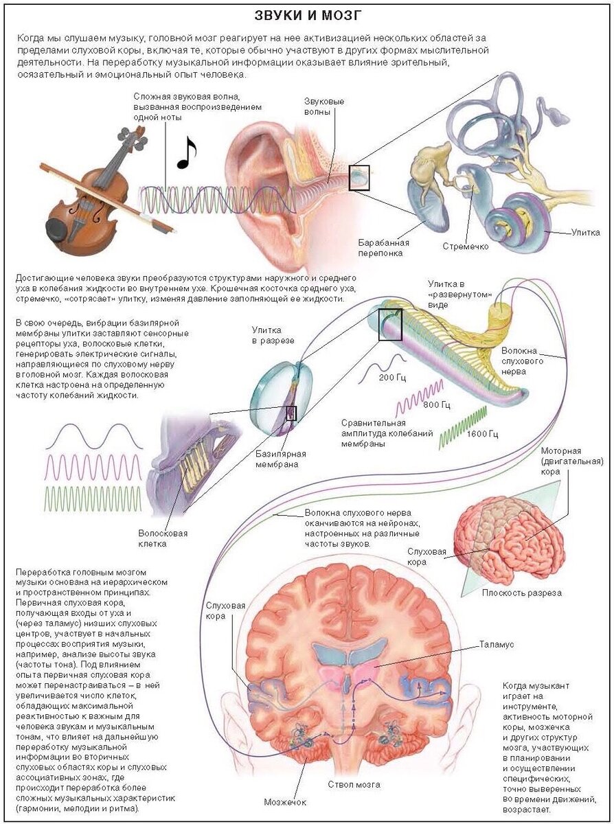Мозги звук. Влияние музыки на мозг человека. Влияния звуков на мозг человека. Мозг при прослушивании музыки. Как музыка влияет на мозг человека.