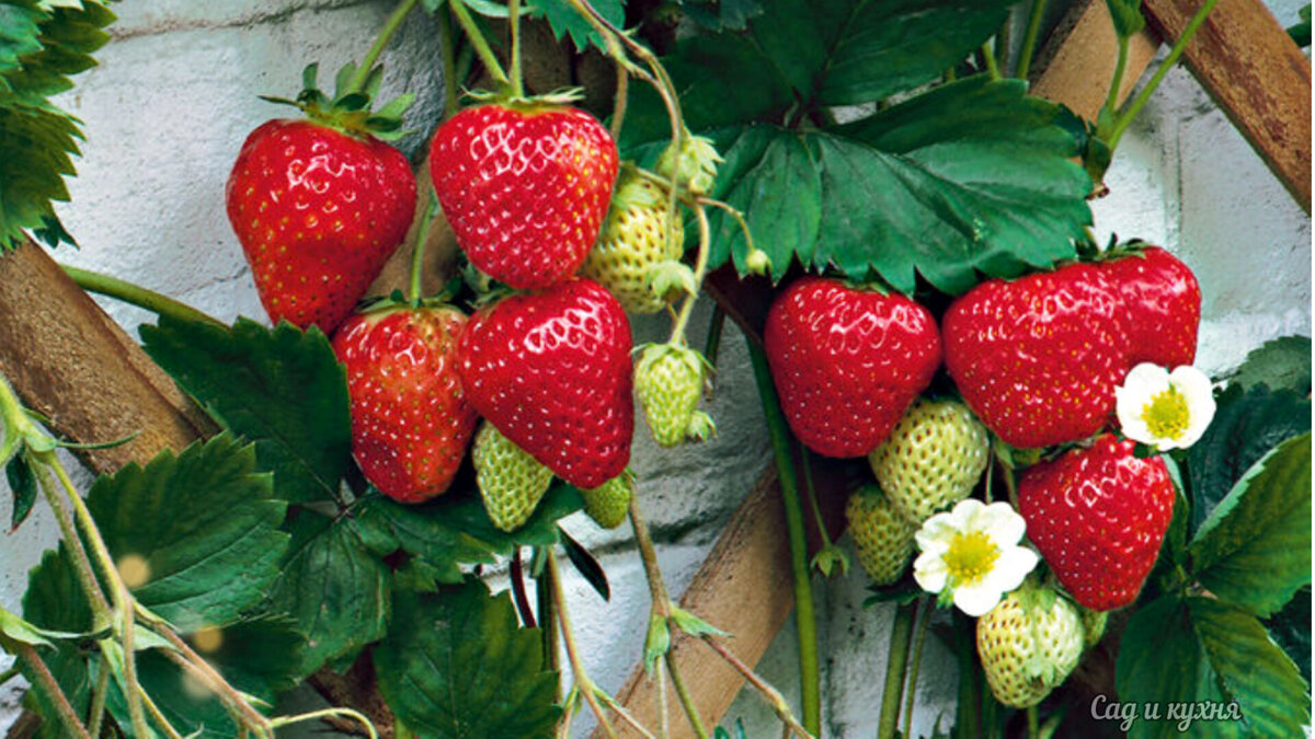 Это невероятно!🍓КЛУБНИКА, на подоконнике круглый год. | Сад и кухня | Дзен