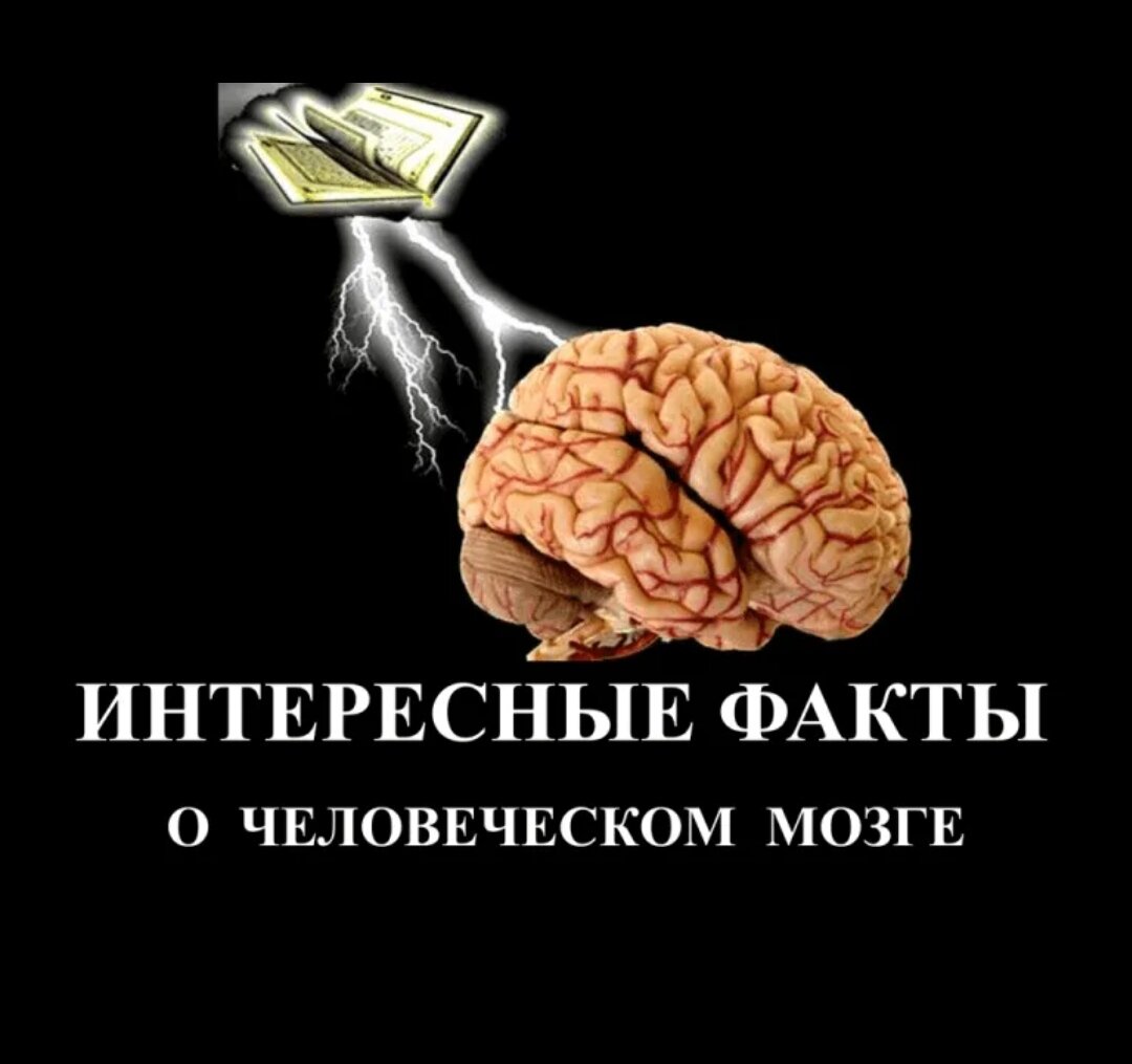 Интересные факты о головном мозге человека