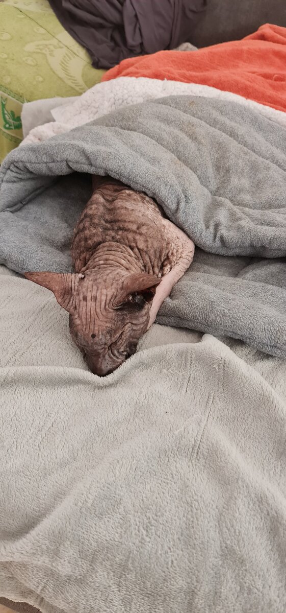 Это котик Вейс попал к нам ,потому, что его оставил на пол года хозяин, прошло уже три года ...кот теперь наш.