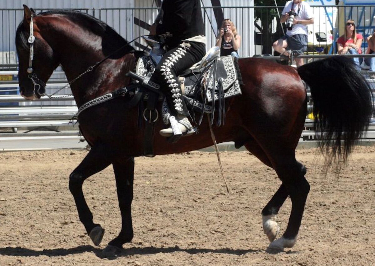 Фото: thesprucepets.com