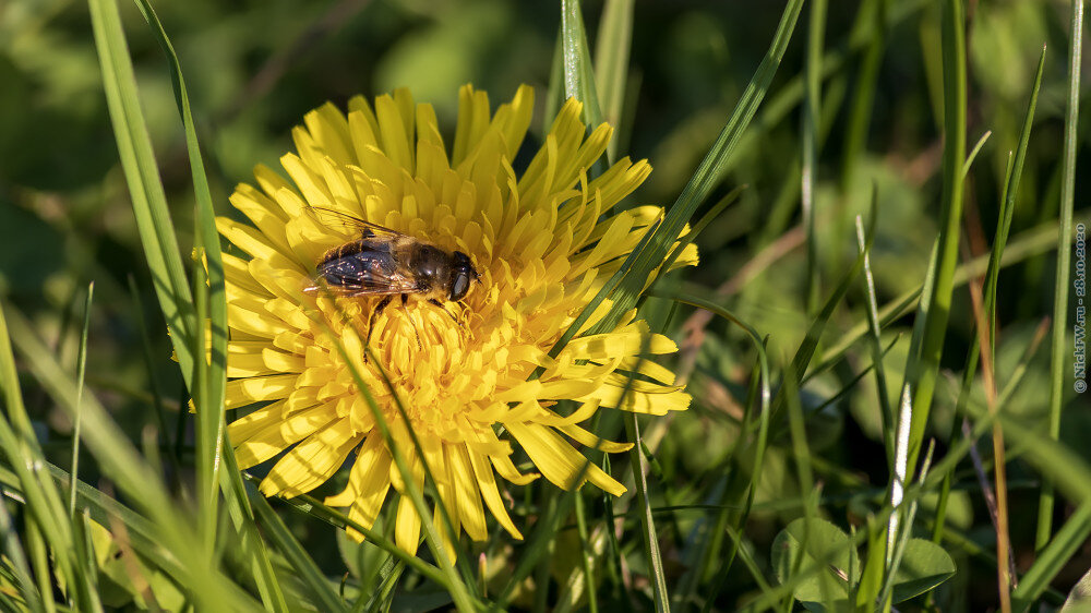 Цветочек... © NickFW.ru — 28.10.2020г.