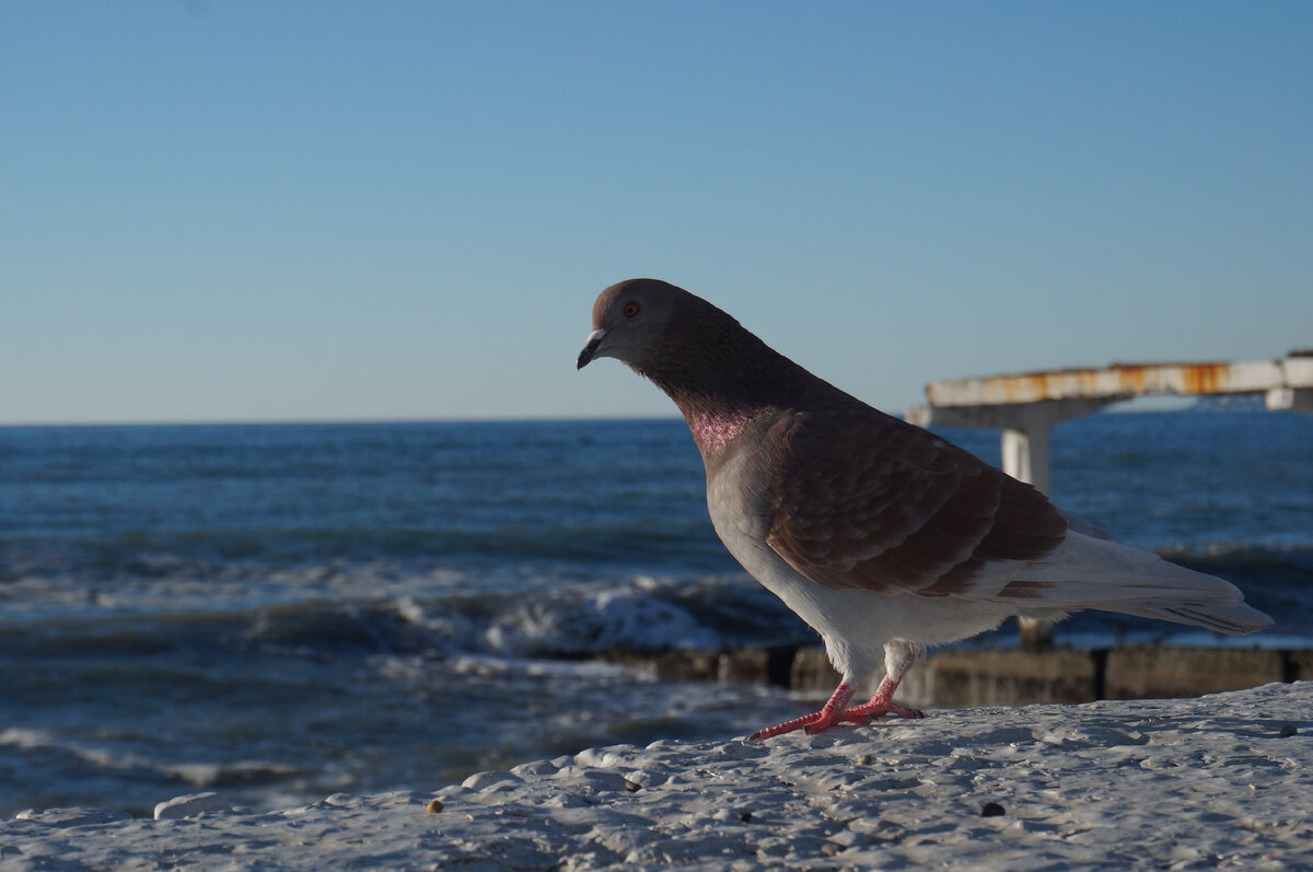 Юлия Сова, астролог. Фото автора