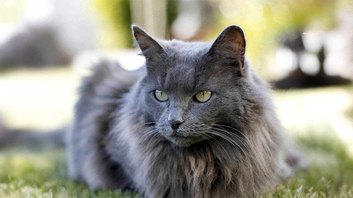 источник фото: good-veterinar.ru