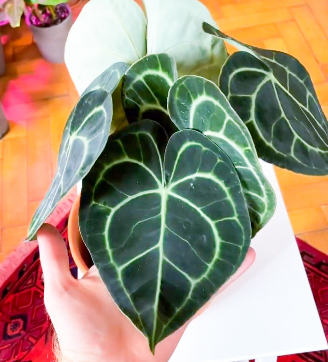 Это - антуриум кларинервиум