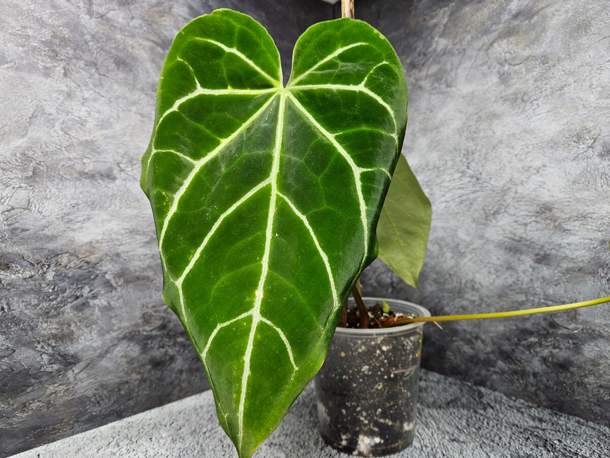 Антуриум хрустальный