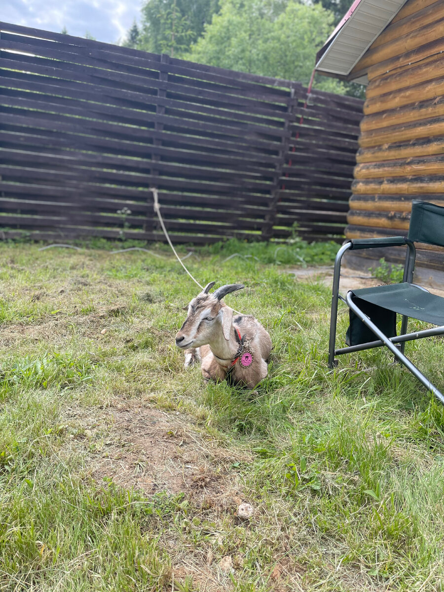 Иной раз тоже чувствую себя этой козой на привязке бытовых дел 