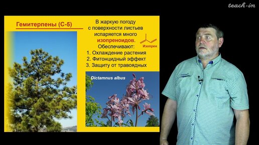 Чуб В. В. - Молекулы в пищевых цепях: от растений до человека - 20. Каротиноиды