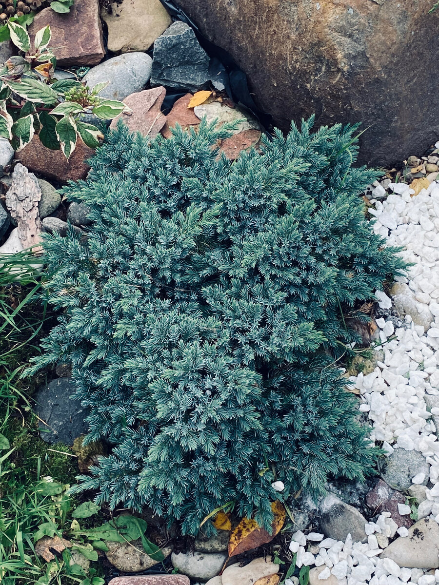 Вот так Блю Стар выглядел в начале этой весны. Везде фото автора.