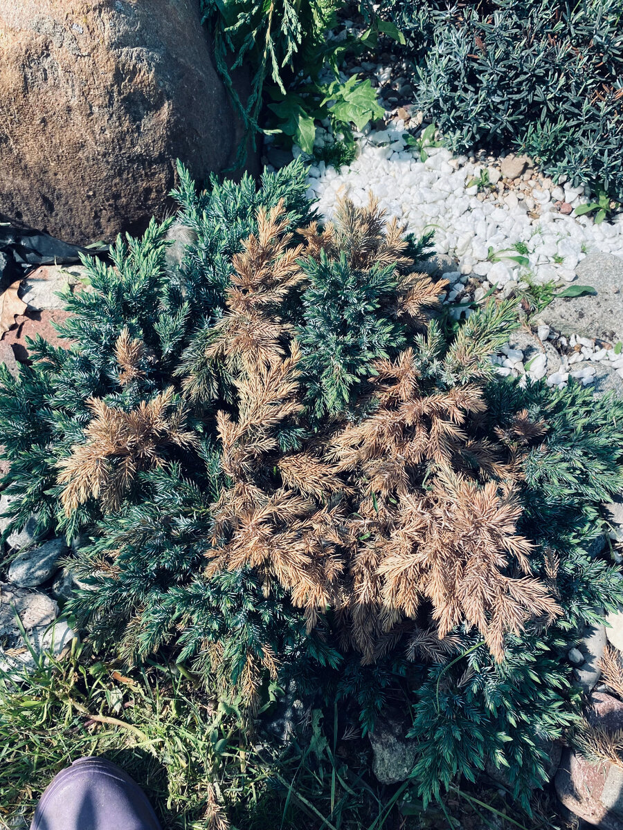 А вот таким он стал в конце мая.